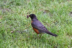 005 Thrush, American Robin, 2023-05272673 Mount Auburn Cemetery, MA